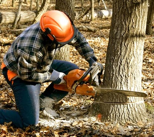 Tree Removal in Lumberton, MS